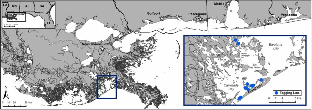 CARMMHA Dolphin Tracking